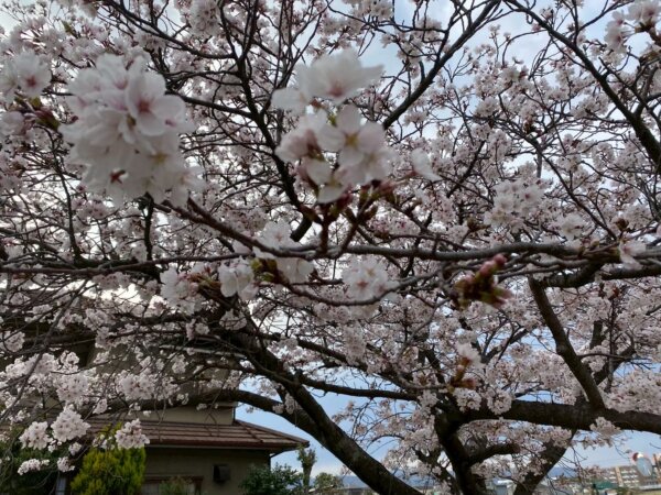 リハビリデイ結、閉所致します⑥